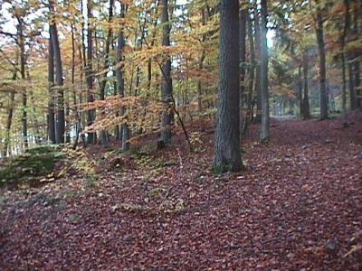 bokskog2