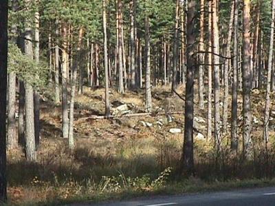skog